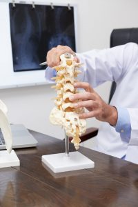 Plastic model of spine on table of osteopath